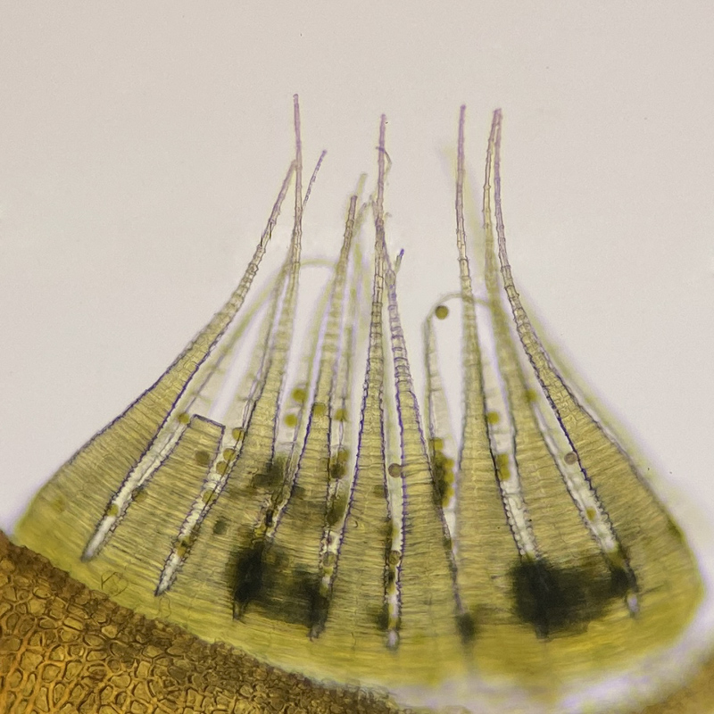 Callicladium haldanianum